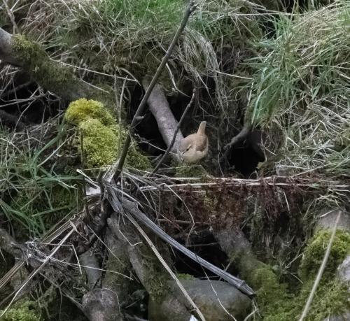 06 March 2023, Parkside, Cumbria -Wren by the river