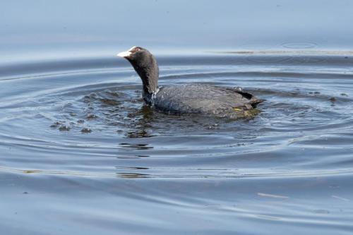 06 March 2023, Parkside, Cumbria -coot Parkside