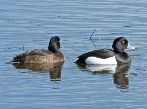 06 March 2023, Parkside, Cumbria -tufted Ducks Parkside