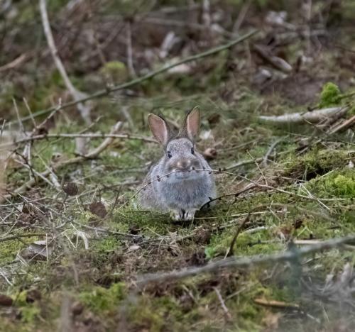 06 March 2023, Parkside, Cumbria -Wild Grey Rabbit