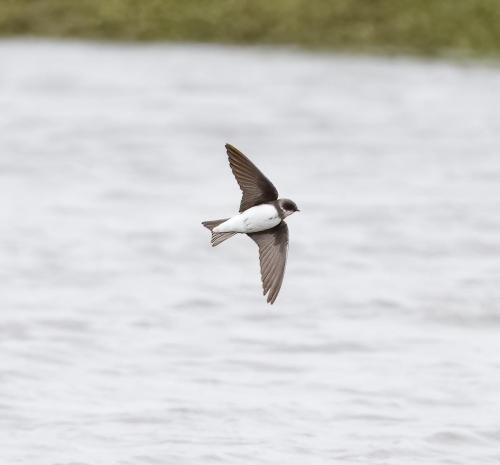 Sand Martin
