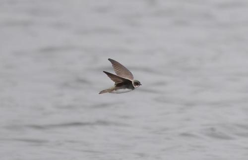 Sand Martin