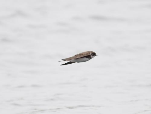 Sand Martin