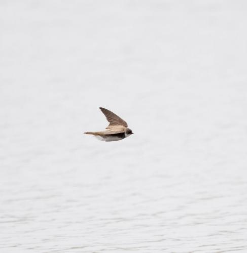 Sand Martin