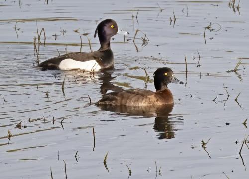 05 Feb 2023- Parkside Cumbria -Tufted Ducks