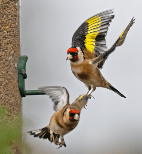 15 Feb 2023, Parkside, Cumbria -Goldfinch